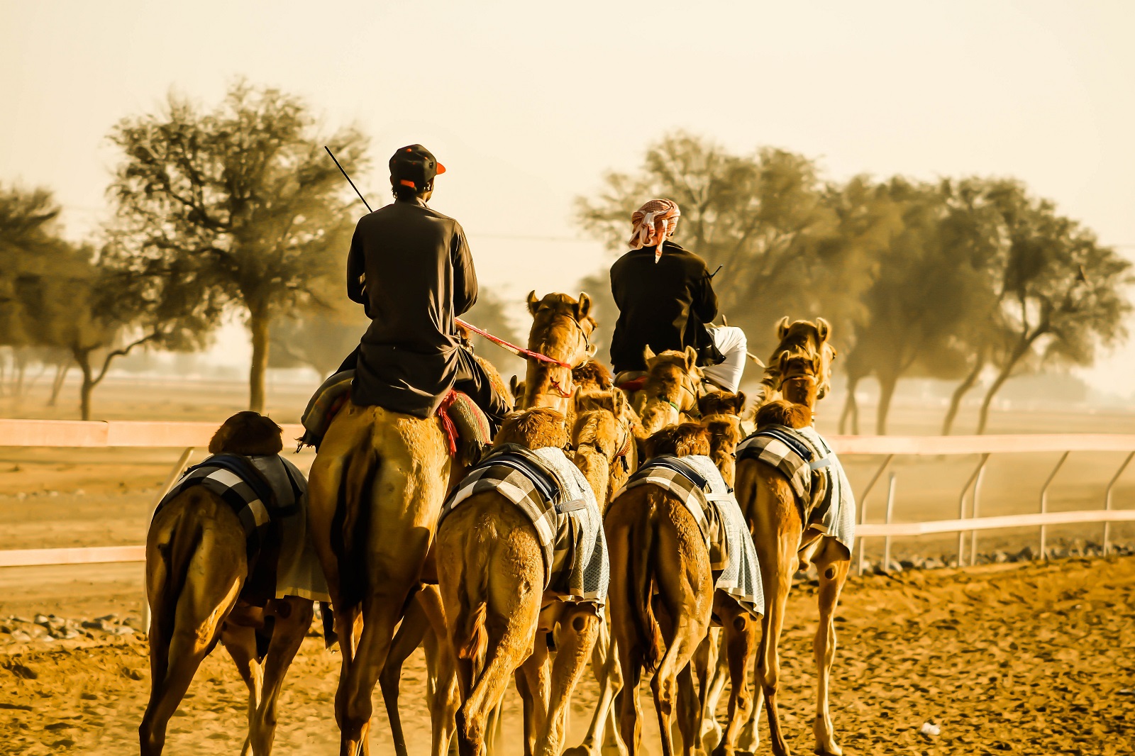 Trénink velbloudů před závodem