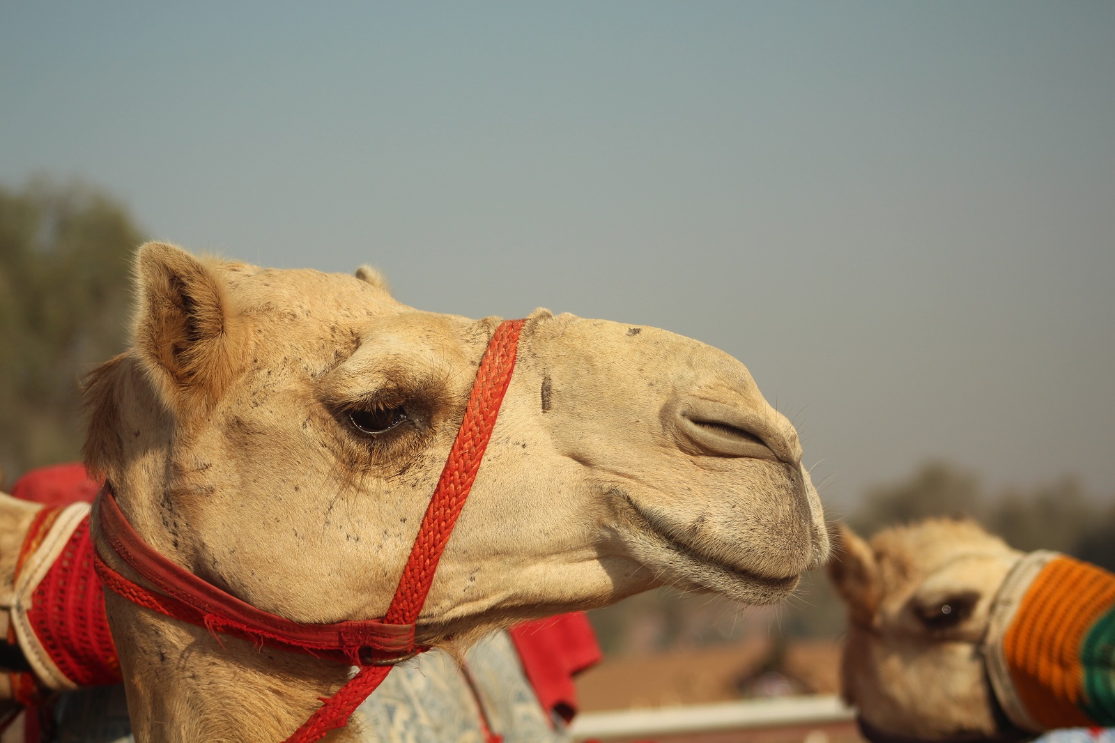 Závodní velbloud dromedár