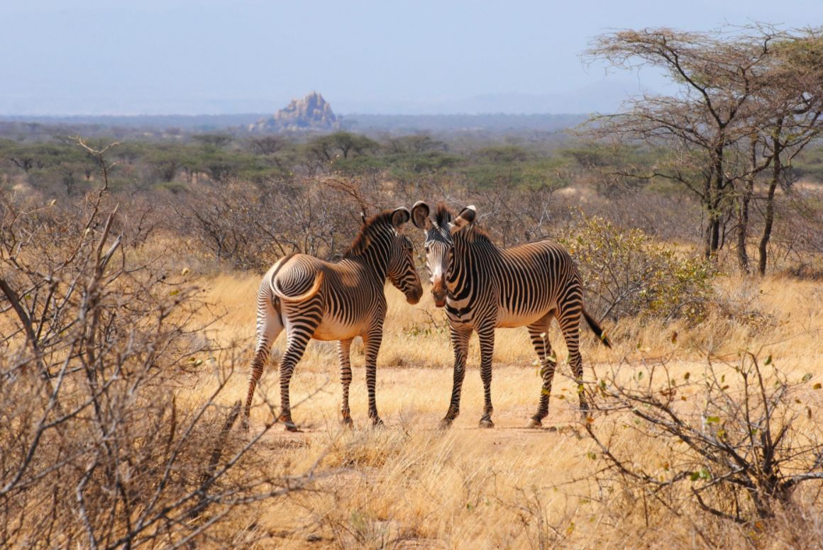 Dobrodružství mezi africkou zvířenou v přírodní rezervaci Shaba