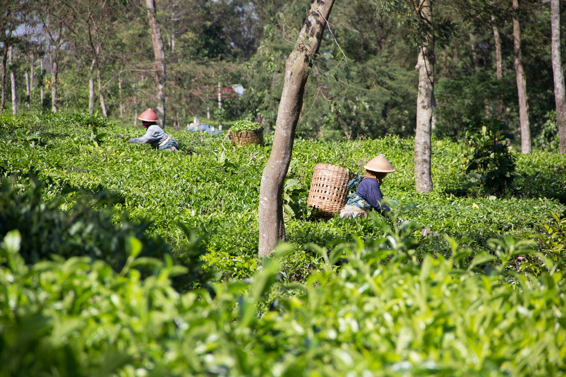 Sběrači čaje na Jávě