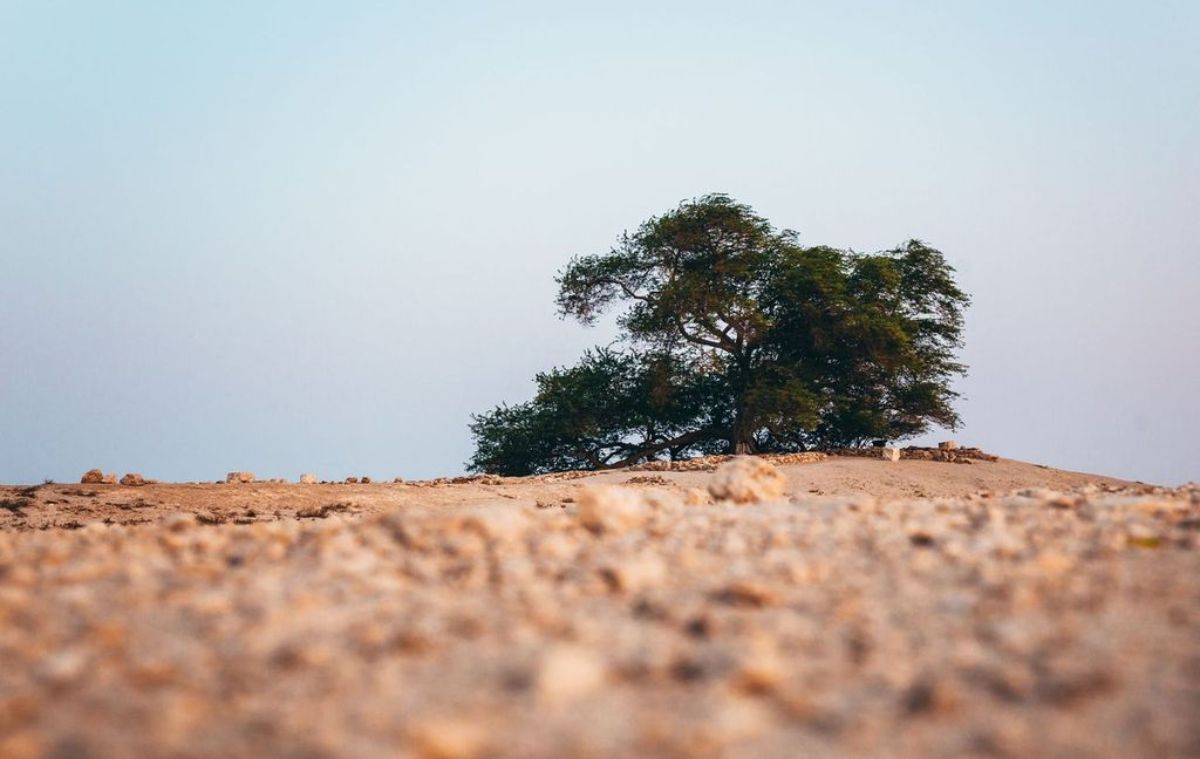 Strom života Shajarat-al-Hayat na Bahrajnu