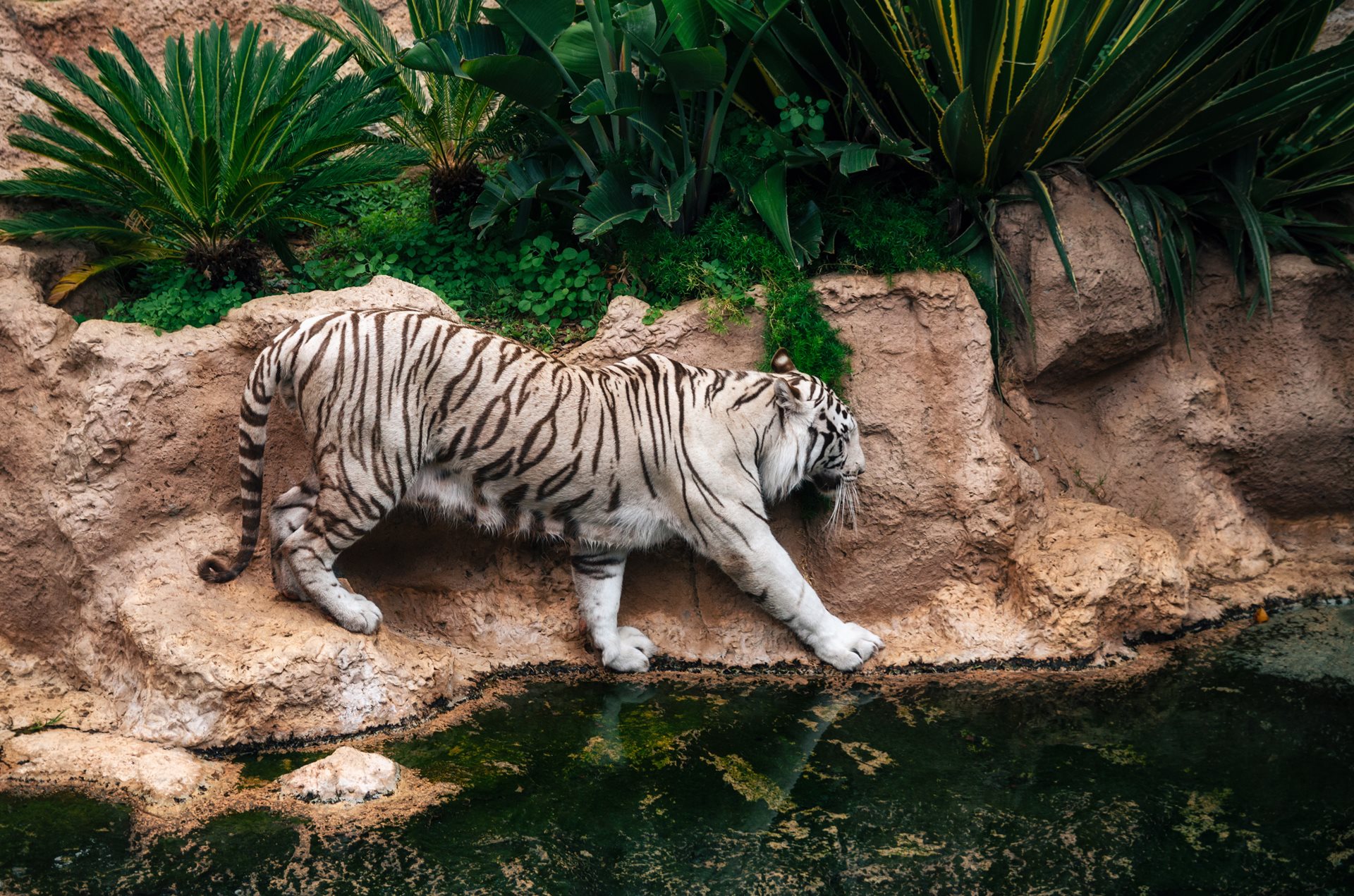 Zoologická zahrada na Tenerife