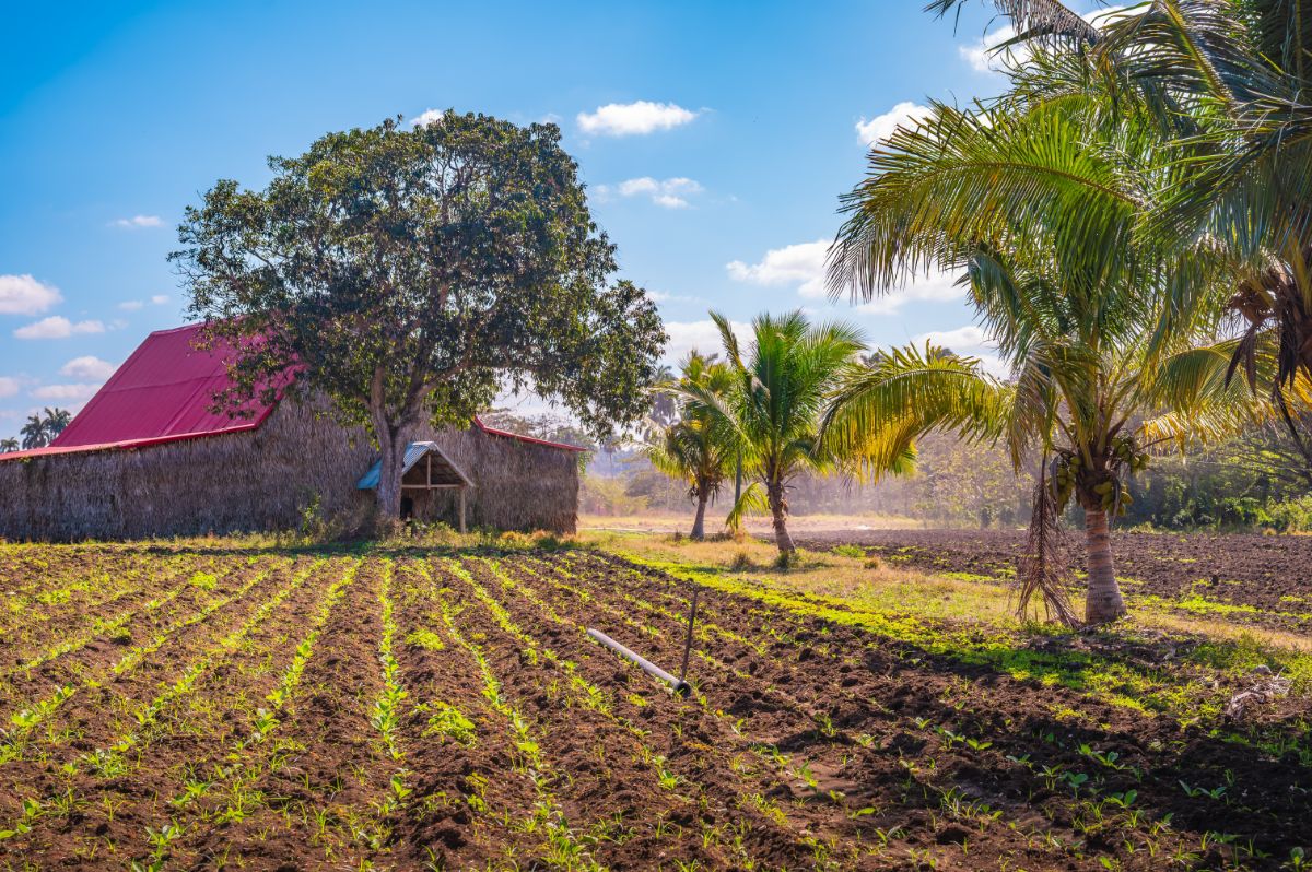 Carnival na Kapverdách