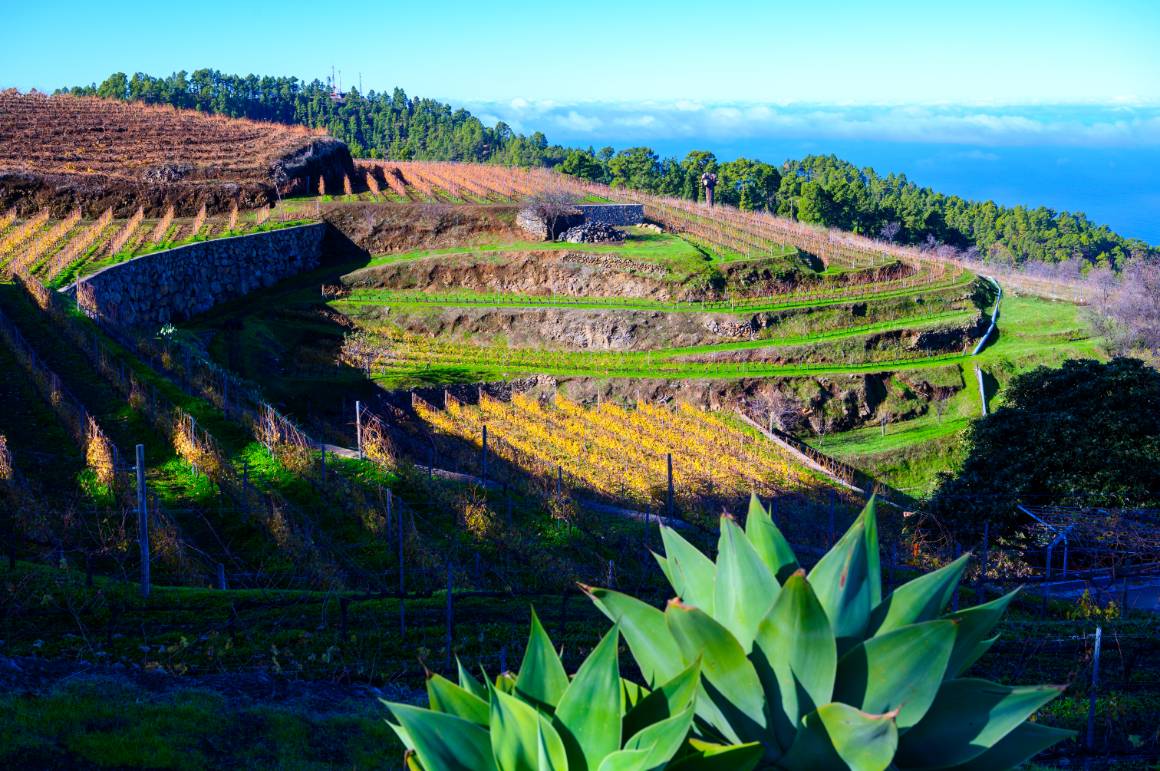 La Palma: zelený ostrov pro fanoušky vína i dobrodruhy