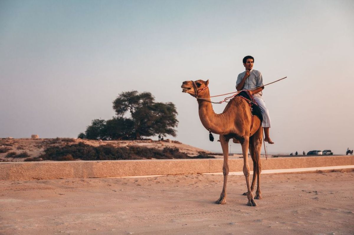 Strom života Shajarat-al-Hayat na Bahrajnu