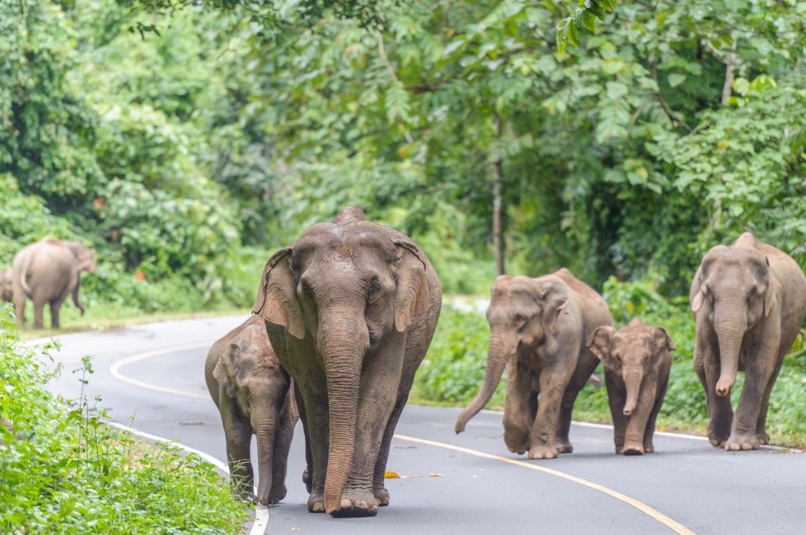 Sloní rodinka si vykračuje po silnici v národním parku Khao Yai