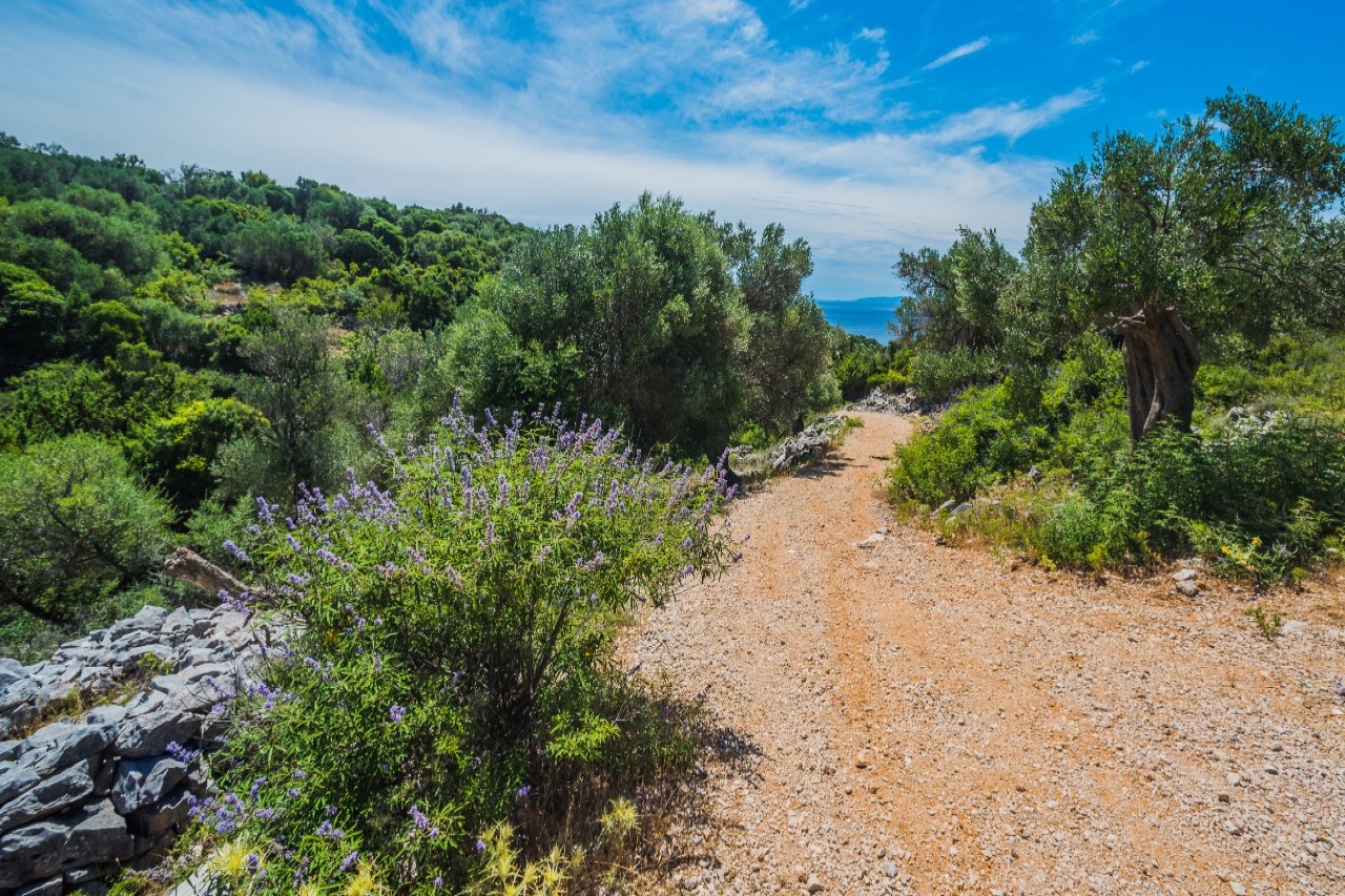 Olivové háje na severu Pagu