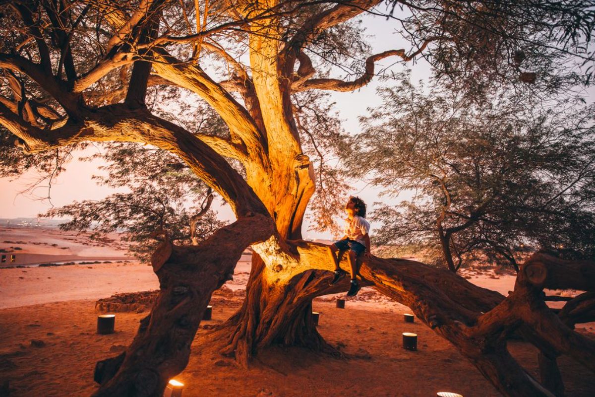 Strom života Shajarat-al-Hayat na Bahrajnu