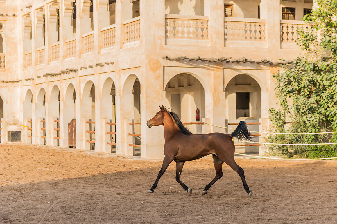 Arabský kůň, Katar
