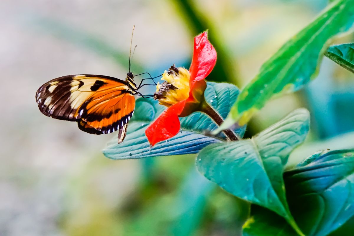Motýl v deštném pralese Soberanía