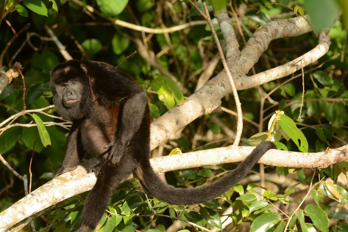 Vřešťan pláštíkový v deštném pralese Soberanía