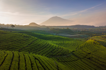 Čajové plantáže na Jávě, Wonosobo)