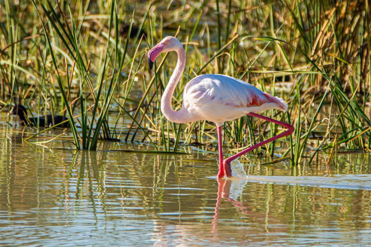 Donana, Costa de la luz