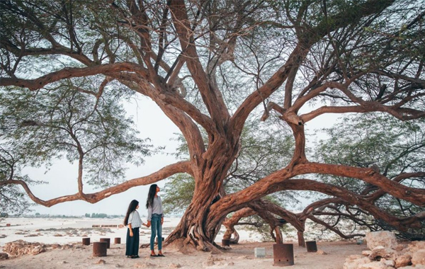 Strom života Shajarat-al-Hayat na Bahrajnu