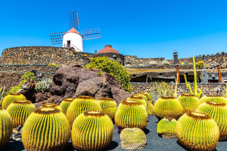 Kdepak, to nejsou zárodky Vetřelců, ale Kaktusová zahrada na Lanzarote